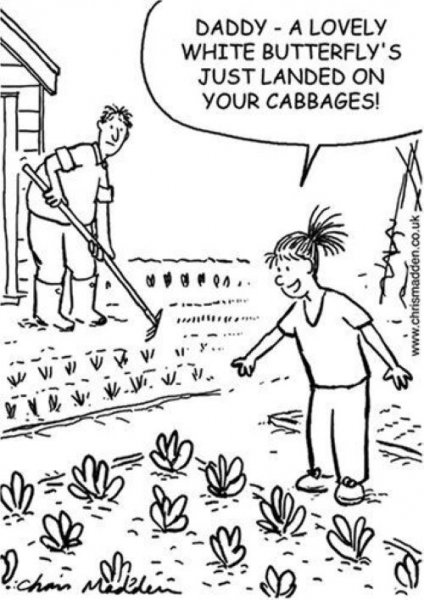 Cabbages.jpg