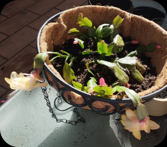 Caceux1 28 Nov 35.jpg