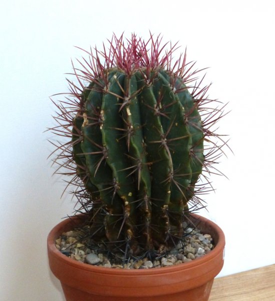 Cactus with no name.JPG