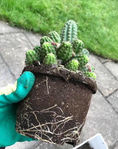 cactusroots.jpg