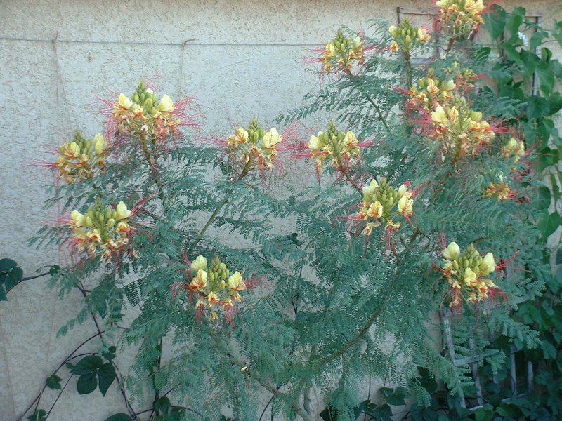 caesalpinia gillesii.JPG