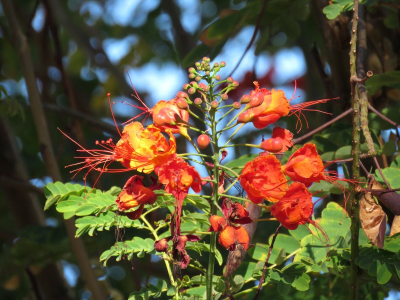 Caesalpinnia pulcherimma.JPG