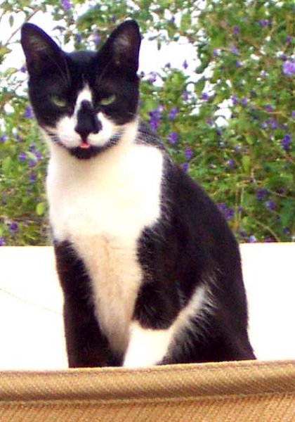 Cal 20 July 08 Expat.jpg