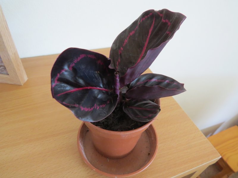 calathea.JPG