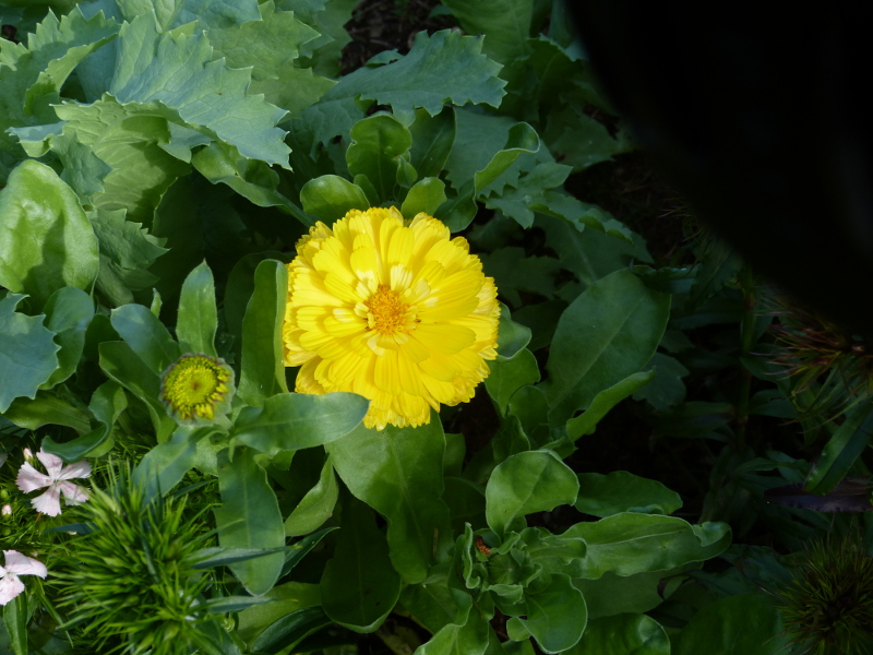 Calendula 2017.JPG