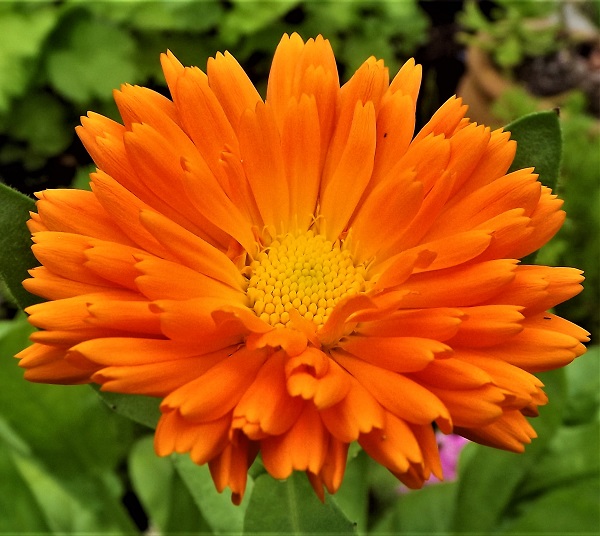 Calendula.jpg