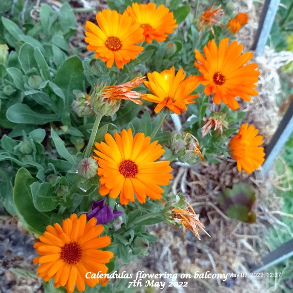 Calendulas flowering on balcony 7th May 2022.jpeg
