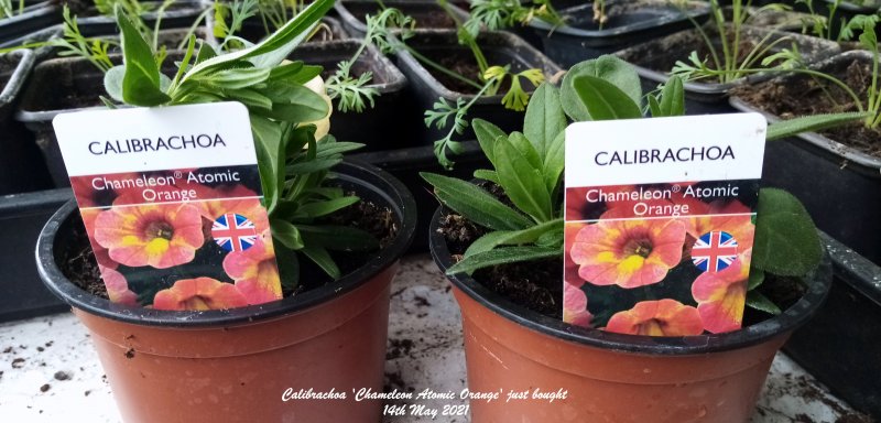 Calibrachoa 'Chameleon Atomic Orange' just bought 14th May 2021.jpg