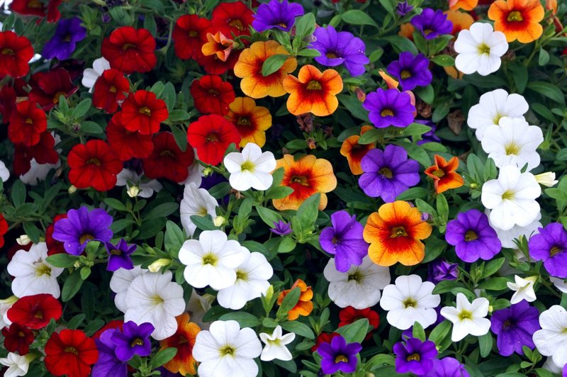 calibrachoa.jpg