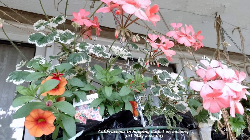 Calibrachoas in hanging basket on balcony 31st May 2022 003.jpg