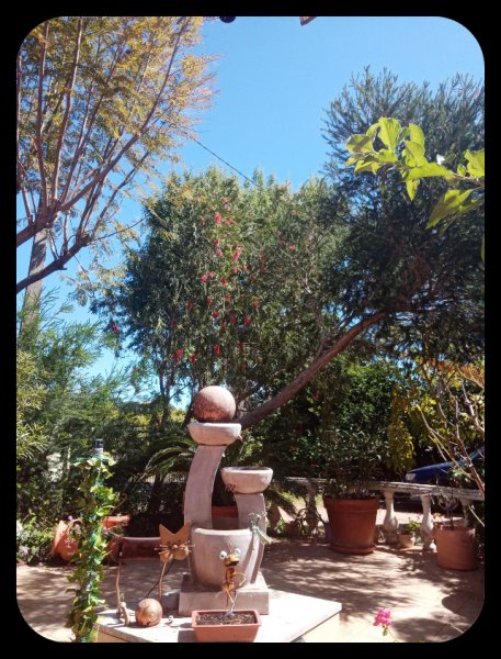 Calistemon1 14 Apr 22.jpg