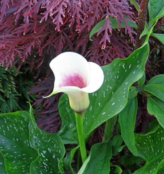 calla 3.JPG
