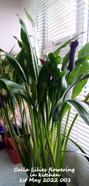 Calla Lilies flowering in kitchen 1st May 2022 001.jpg