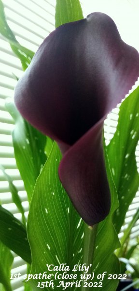 'Calla Lily' 1st spathe of 2022 (Close up) 15th April 2022.jpg