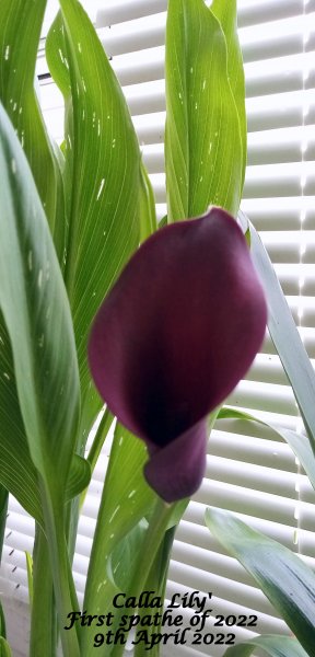 'Calla Lily' First spathe of 2022 9th April 2022.jpg