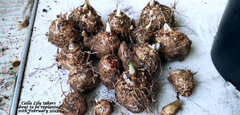 'Calla Lily' Zantesdeshia  tubers about to be replanted 10th February 2022.jpg