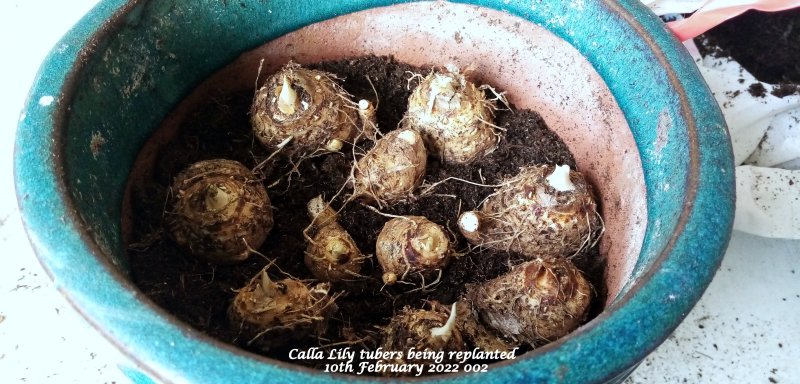 'Calla Lily' Zantesdeshia  tubers being replanted 10th February 2022 002.jpg