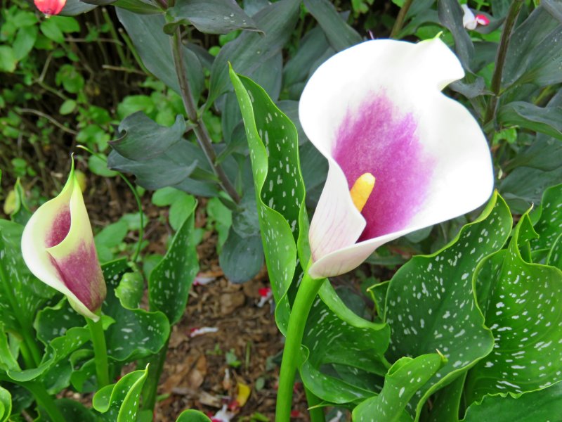 calla pic.JPG