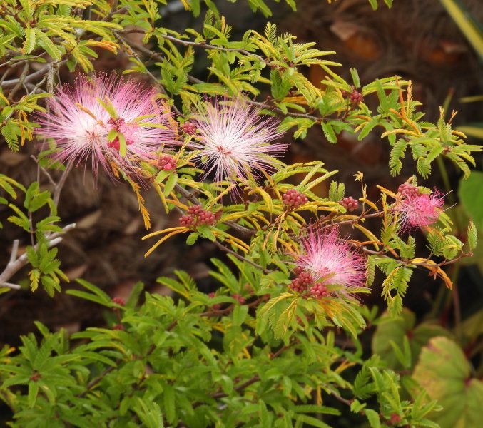 calliandra.JPG