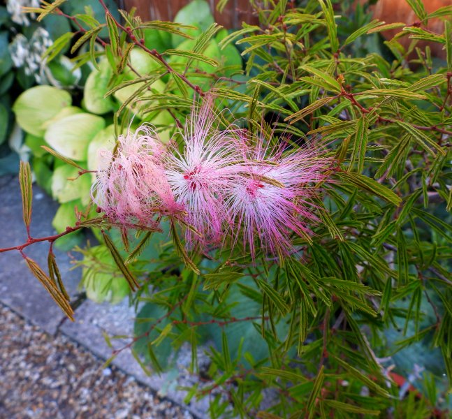calliandra.JPG