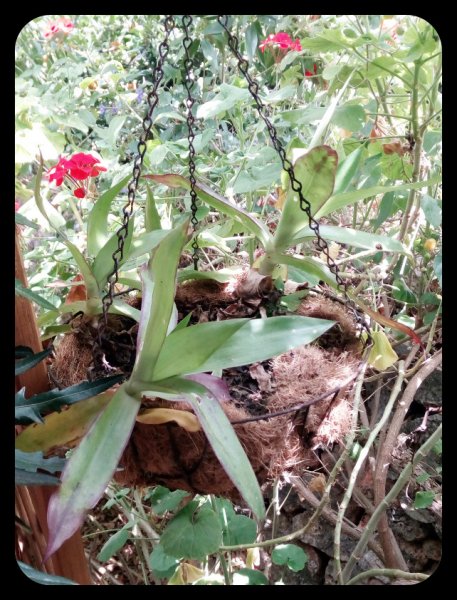 Callisa fragrans 1 May.jpg