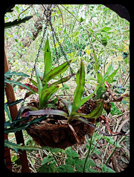 Callisa fragrans 12 Jul.jpg