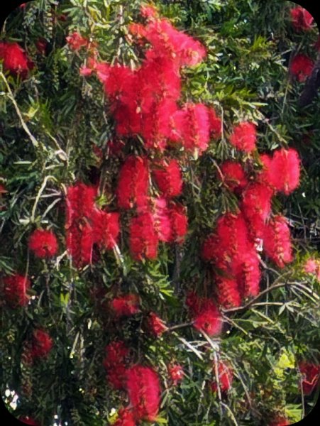 Callistemon  1  May 25.jpg