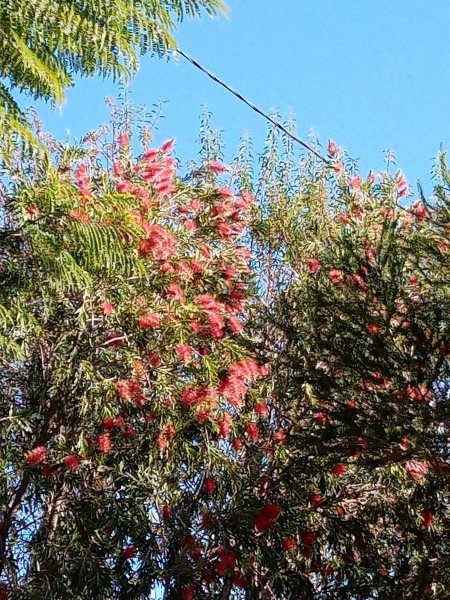 Callistemon 10 Nov 21.jpg