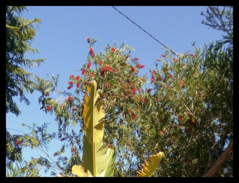 Callistemon 11 Mar 21.jpg