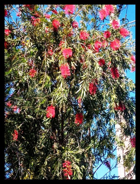 Callistemon 12 Mar 21.jpg