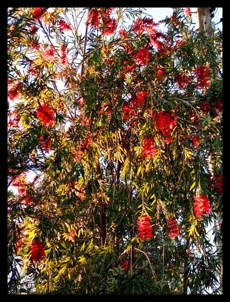 Callistemon 16 Mar 21.jpg
