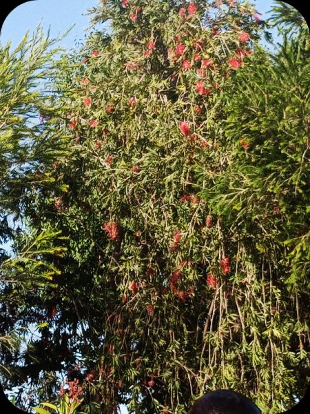 Callistemon 17 Apr 24.jpg