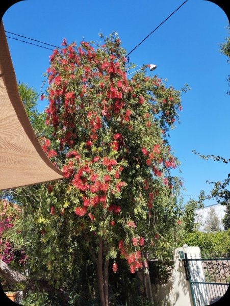 Callistemon 22 Apr 24.jpg