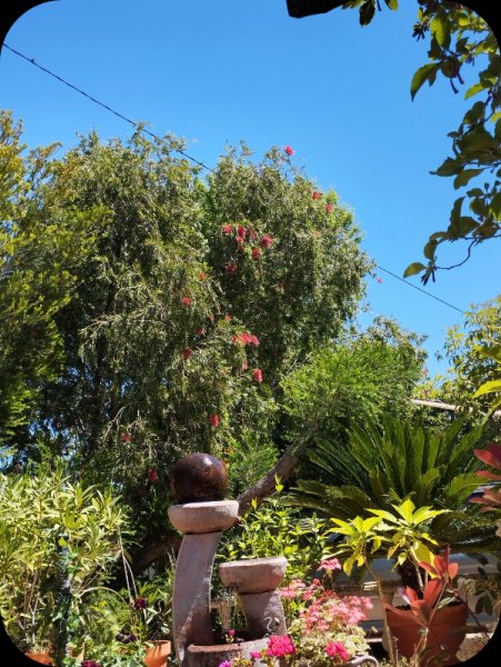 Callistemon 22 Apr 25.jpg