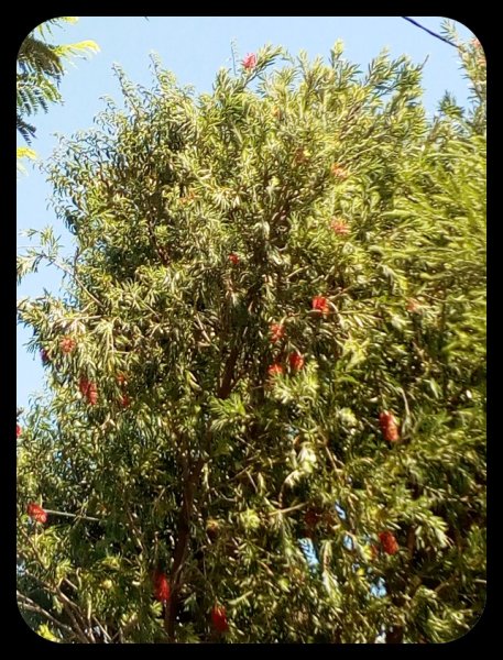 Callistemon 22 Jun.jpg