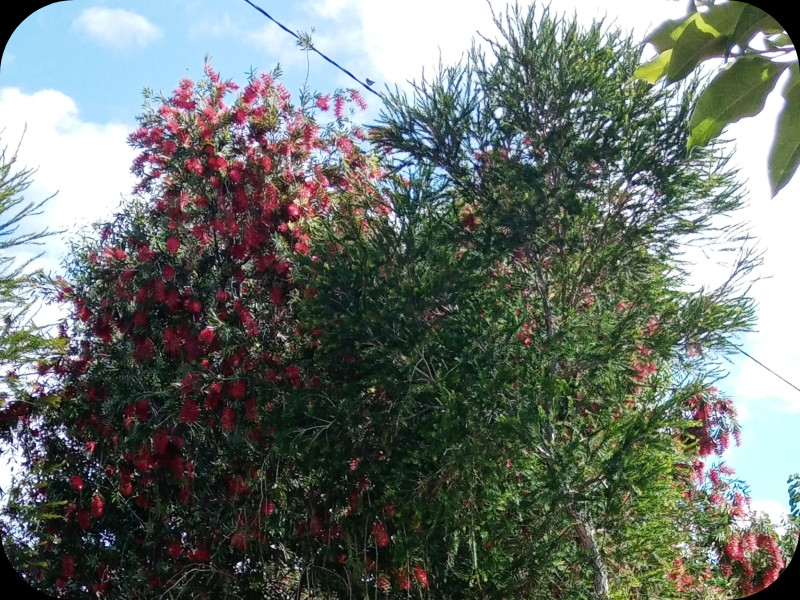 Callistemon 28 Apr 24.jpg