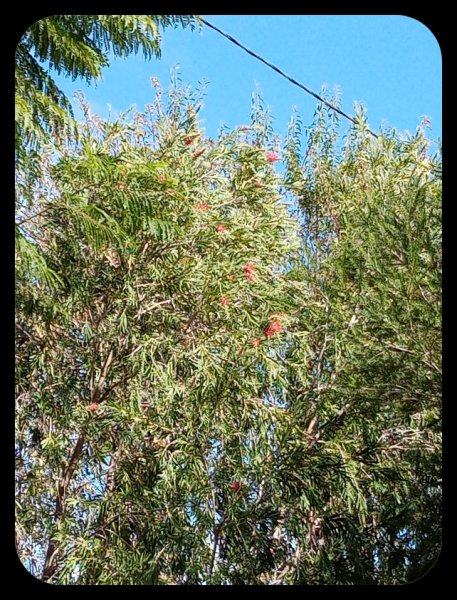 Callistemon 3 Nov 21.jpg