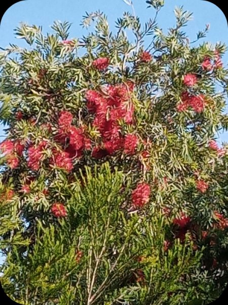 Callistemon 4 Feb 24.jpg