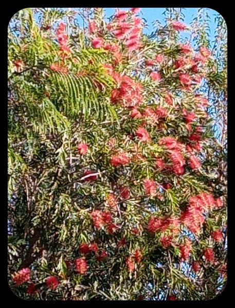 Callistemon close 10 Nov 21.jpg