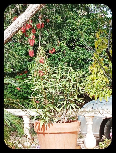 Callistemon Dangling 17 Apr 22.jpg