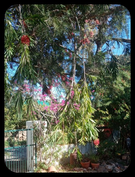 Callistemon dangling 18 Nov 21.jpg