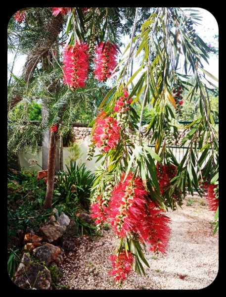 Callistemon Dangling3 17 Apr 22(2).jpg