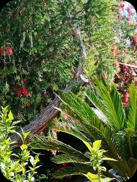Callistemon Hanging 28 Apr 24.jpg