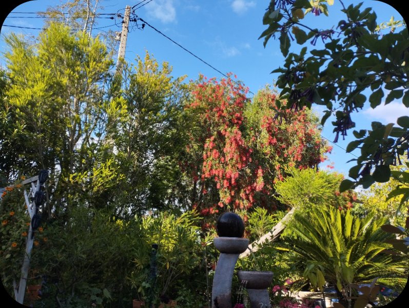 Callistemon in Sunset 7 May 25.jpg