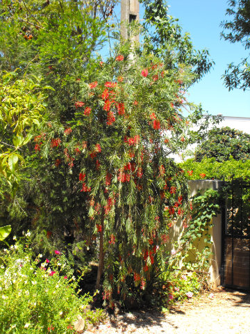 Callistemon.jpg