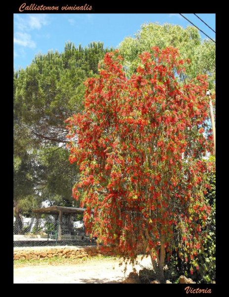 Callistemon O Foral May 10.jpg