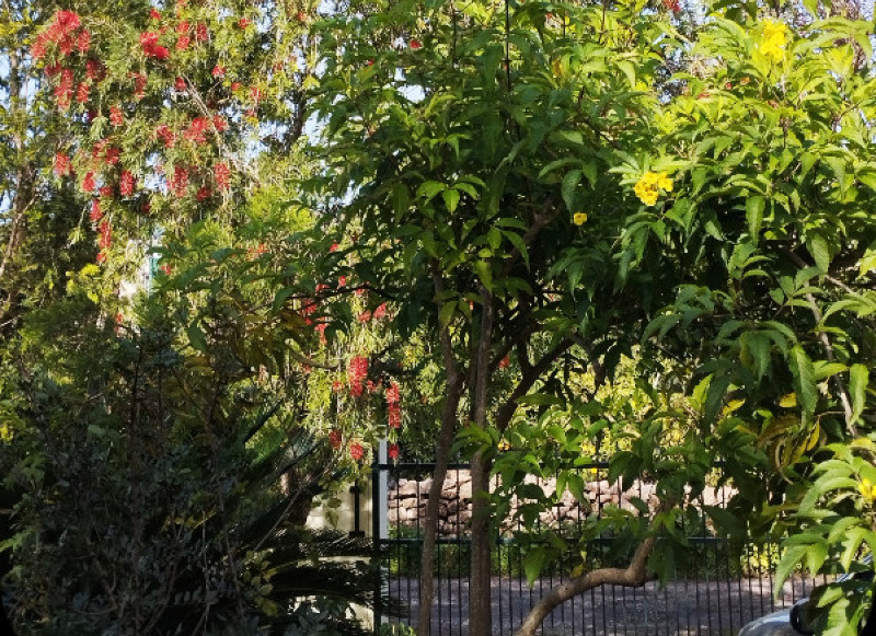 Callistemon Wallpaper 12 Jan 25.jpg