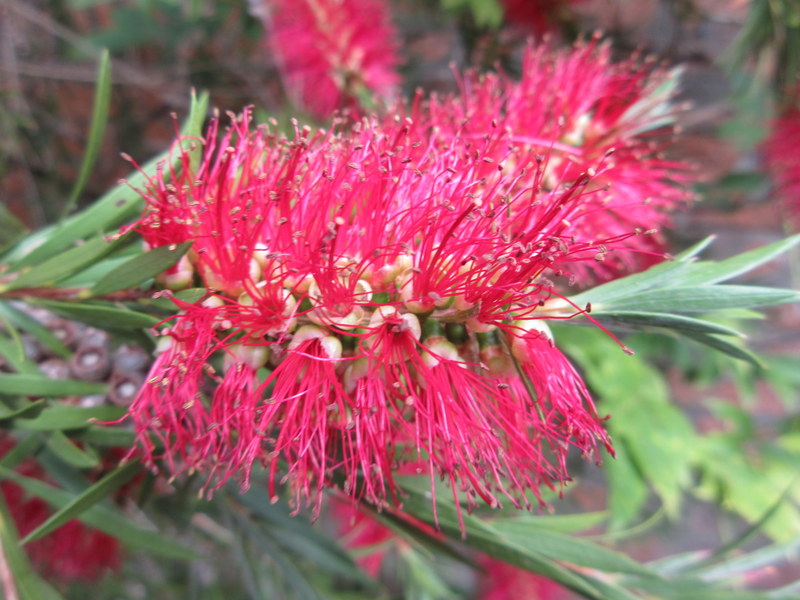 CALLISTEMON  XXX 02-08-2017 13-57-11.JPG