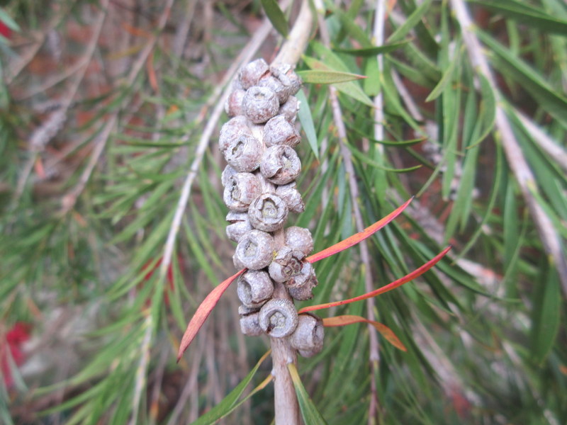 CALLISTEMON  XXX 02-08-2017 13-57-16.JPG
