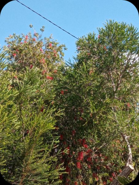 Callistemon1 18 Mar 24.jpg